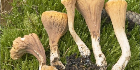 Krnji rog: opis i fotografija, da li je moguće jesti